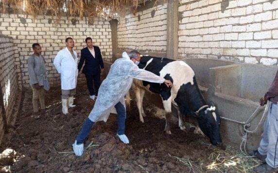 محافظ أسيوط: تحصين 15 ألفا و703 رؤوس ماشية ضد الحمى القلاعية والوادي المتصدع خلال أسبوع