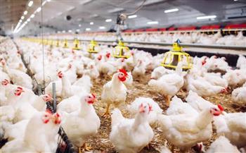 أسعار الدواجن اليوم الأحد 2-11-2025 في الأسواق.. البانيه بـ160 جنيهًا   