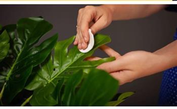 اعتني بنباتاتك الخضراء.. طرق فعالة وآمنة لإزالة الغبار عنها والحفاظ على رونقها