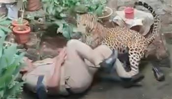 بعدما أرعب السكان.. فهد يهاجم شرطيين حاولا صيده (فيديو)