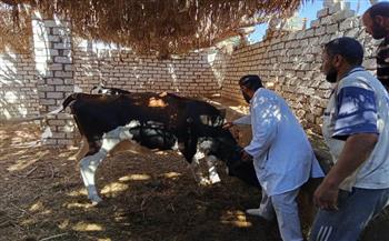 "الزراعة": تحصين أكثر من 2.2 مليون رأس ماشية ضد الحمى القلاعية والوادي المتصدع حتى الآن