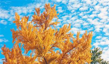 كاليفورنيا تختنق برائحة كريهة بسبب أشجار من عصر الديناصورات