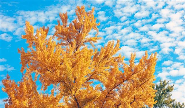 كاليفورنيا تختنق برائحة كريهة بسبب أشجار من عصر الديناصورات