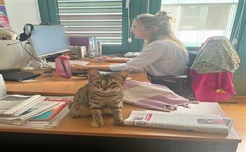 رمز للأناقة والحماية.. قطة مصرية تزور السفارة الألمانية بالقاهرة وتخطف الأنظار| صور