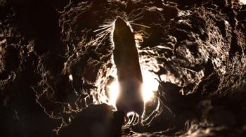 دراسة تكشف مفاجأة صادمة.. الفئران تهاجم الخفافيش في الكهوف