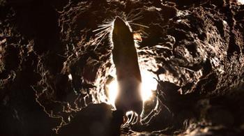 دراسة تكشف مفاجأة صادمة.. الفئران تهاجم الخفافيش في الكهوف