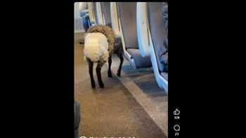  مشهد لا يٌصدق.. خروف يرتدي حفاضة أطفال في قطار سريع (فيديو)