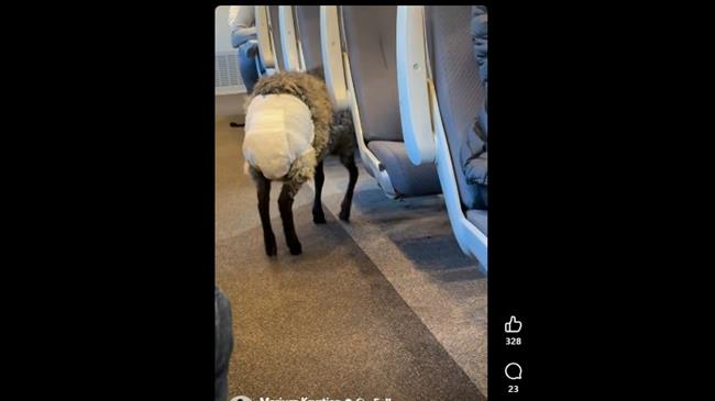  مشهد لا يٌصدق.. خروف يرتدي حفاضة أطفال في قطار سريع (فيديو)