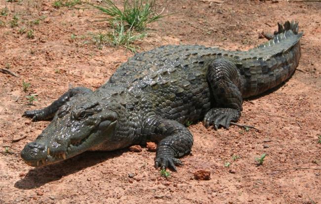 دموع التماسيح.. هل تبكي الزواحف العملاقة حزنًا؟