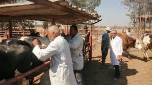 الشرقية: تحصين 360 ألف رأس ماشية ضد الحمى القلاعية