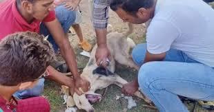 حملة بيطرية بأسوان لتحصين الكلاب ضد مرض السعار