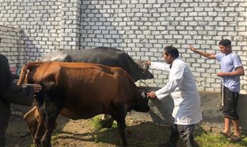 تحصين 1840 رأس ماشية ضد مرضي الحمي القلاعية والوادي المتصدع في الفيوم