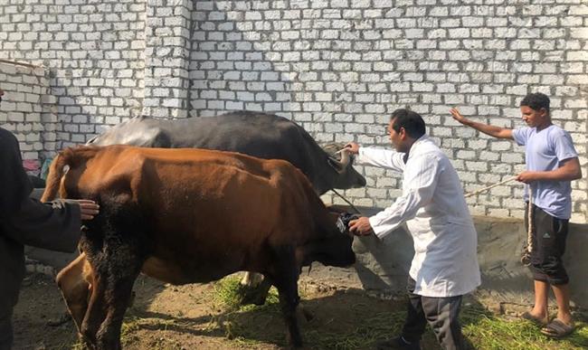 تحصين 1840 رأس ماشية ضد مرضي الحمي القلاعية والوادي المتصدع في الفيوم