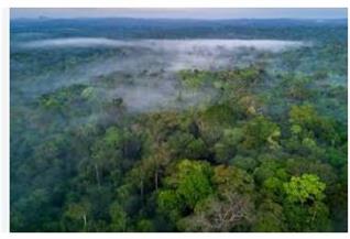 مسؤول سابق باليونسكو: جميع المبادرات الدولية لحماية الغابات تتكامل ولا تتنافس