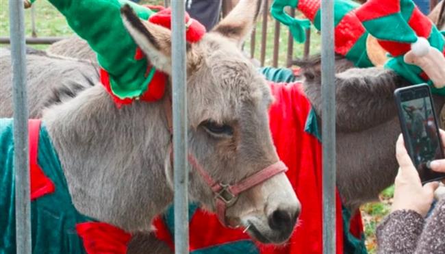 الحمير تشعل أزمة في مدينة بريطانية وتتسبب في إلغاء احتفالات الميلاد