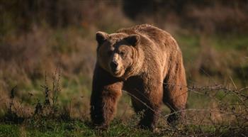 الدببة ترعب اليابانيين.. اجتاحت الشوارع ونفذت هجمات غير مسبوقة
