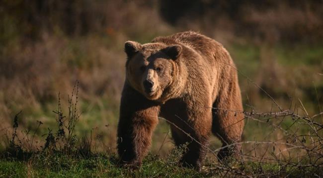 الدببة ترعب اليابانيين.. اجتاحت الشوارع ونفذت هجمات غير مسبوقة
