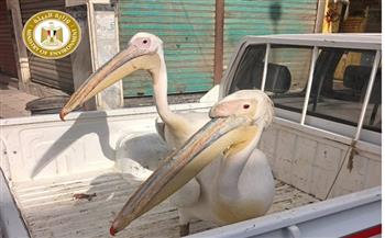 القائم بأعمال وزير البيئة: اقتناء الطيور البرية دون ترخيص مخالفة جسيمة.. ومصادرة بجعتين بطريق السخنة