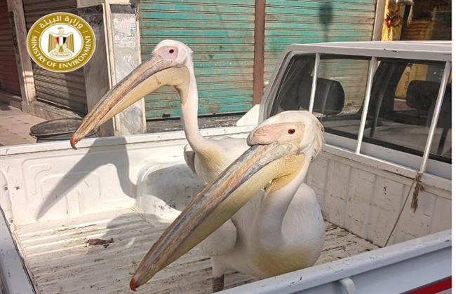 القائم بأعمال وزير البيئة: اقتناء الطيور البرية دون ترخيص مخالفة جسيمة.. ومصادرة بجعتين بطريق السخنة