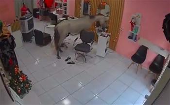 نظر لنفسه في المرآة.. حصان يقتحم صالون تجميل في البرازيل (فيديو)