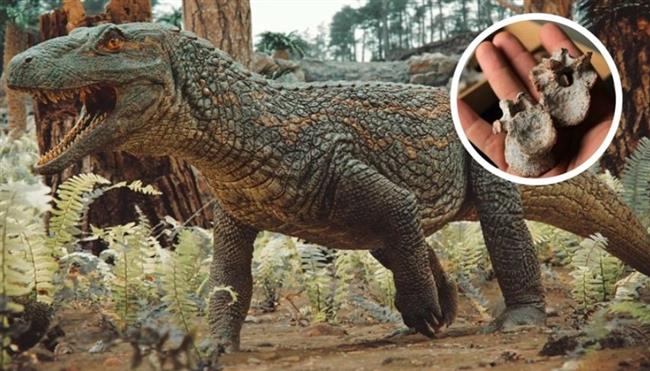 عمرها 240 مليون سنة.. اكتشاف بقايا سحلية تشبه الديناصورات