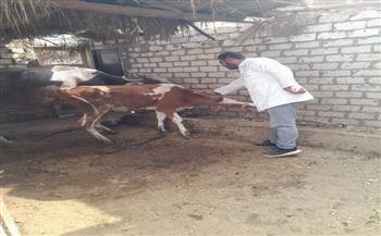  تحصين 681 ألف و906 رأس ماشية خلال الأسبوع الثالث من إنطلاق الحملة القومية الثانية بالشرقية