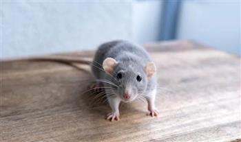 في الشتاء.. عوامل تزيد من احتمالية دخول الفئران إلى منزلك