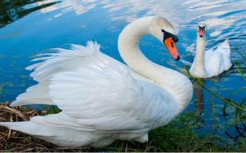 تفاصيل إطلاق حملة موسعة من وزارة البيئة لحصر طيور البجع بطريق العين السخنة