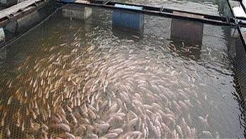 الاستزراع السمكى.. مستقبل واعد