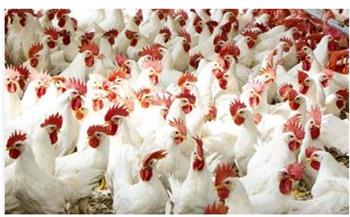 «غرفة الدواجن»: لا بد من استحداث بورصة للدواجن لضبط السوق وحماية المنتج 