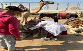 محافظة الجيزة تطلق قوافل بيطرية مجانية لرعاية الخيول والجمال بالمنطقة الأثرية بالأهرامات