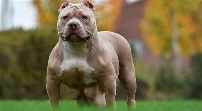 زوجان يربيّان كلبًا شرسًا ثم يعض رضيعهما حتى الموت