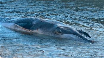 تائه من أمّه.. مخلوق بحري عملاق يُثير الرعب في بريطانيا