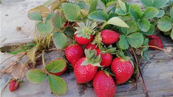 "الزراعة": تصدير أكثر من مليون شتلة فراولة خلال أكتوبر الماضي