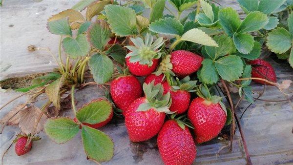 "الزراعة": تصدير أكثر من مليون شتلة فراولة خلال أكتوبر الماضي