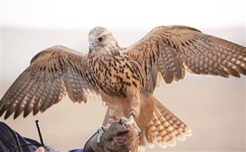 اصطياد طير حر نادر في سوريا.. سعره 60 ألف دولار (فيديو)