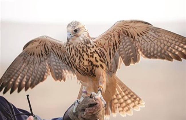 اصطياد طير حر نادر في سوريا.. سعره 60 ألف دولار (فيديو)