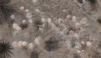 300 كومة من البقايا البشرية في الصحراء.. صدمة تهزّ لاس فيجاس