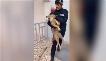 أرعب الموظفين.. ذئب يقتحم مبنى حكومي في العراق (فيديو)