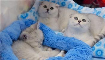 تربية القطط تزيد مخاطر الإصابة بهذا المرض.. تحذير علمي