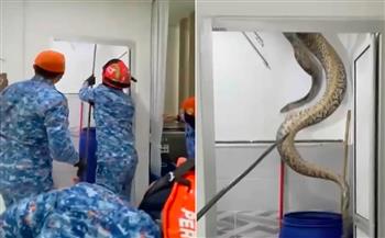 ثعبان ضخم يسقط على أسرة من سقف الحمام.. مشهد لن تراه كثيرًا! (فيديو)