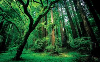 ألمانيا تتعهد بتقديم مليار يورو لدعم الصندوق البرازيلي لحماية الغابات المطيرة