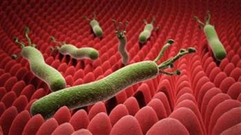 هذا ما يحدث في معدتك بعد الإصابة بجرثومة المعدة