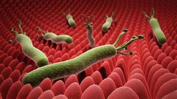 هذا ما يحدث في معدتك بعد الإصابة بجرثومة المعدة