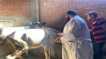 "بيطري الدقهلية": تحصين 230 ألف رأس ماشية في الحملة القومية للتحصين ضد الحمى القلاعية