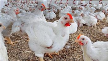 أسعار الدواجن اليوم الأحد 23-11-2025 في الأسواق.. البيضاء بـ61 جنيهًا 