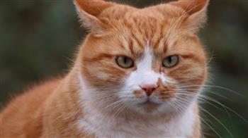 كيف ترى الحيوانات العالم حولها؟.. دراسة تكشف مفاجآت