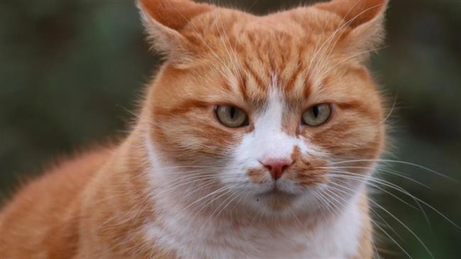 كيف ترى الحيوانات العالم حولها؟.. دراسة تكشف مفاجآت