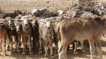 شعبة القصابين: مشروع إحياء البتلو يخفض الأسعار ويقلل اعتماد مصر على استيراد اللحوم بنسبة 60%| خاص  