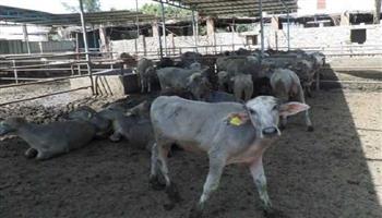 «إحياء البتلو».. مشروع قومي يعيد رسم خريطة إنتاج اللحوم في مصر